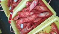 千葉銚子で水揚げされた金目鯛