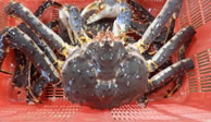 北海道で水揚げされたタラバ蟹